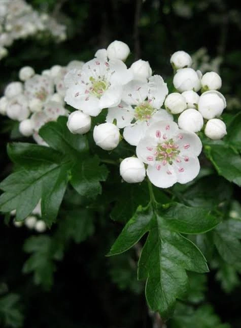 Hawthorn Leaf & Flower ingredient in PressureCalmX