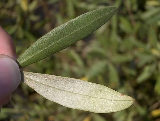 Olive Leaf ingredient in PressureCalmX
