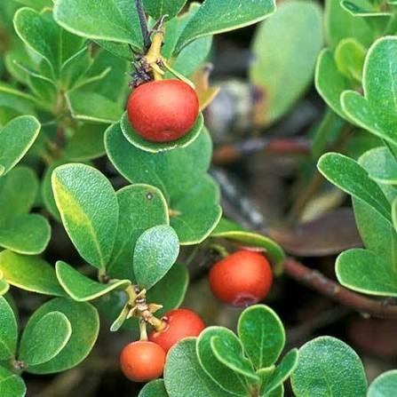 Uva Ursi Leaf ingredient in PressureCalmX
