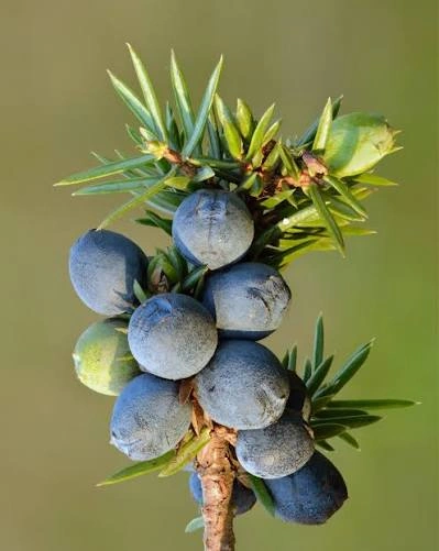 Juniper Berry ingredient in PressureCalmX